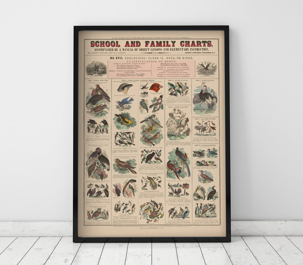 School and family Charts No XVII. Zoological: Class II. Aves or Birds - Jelly Moose