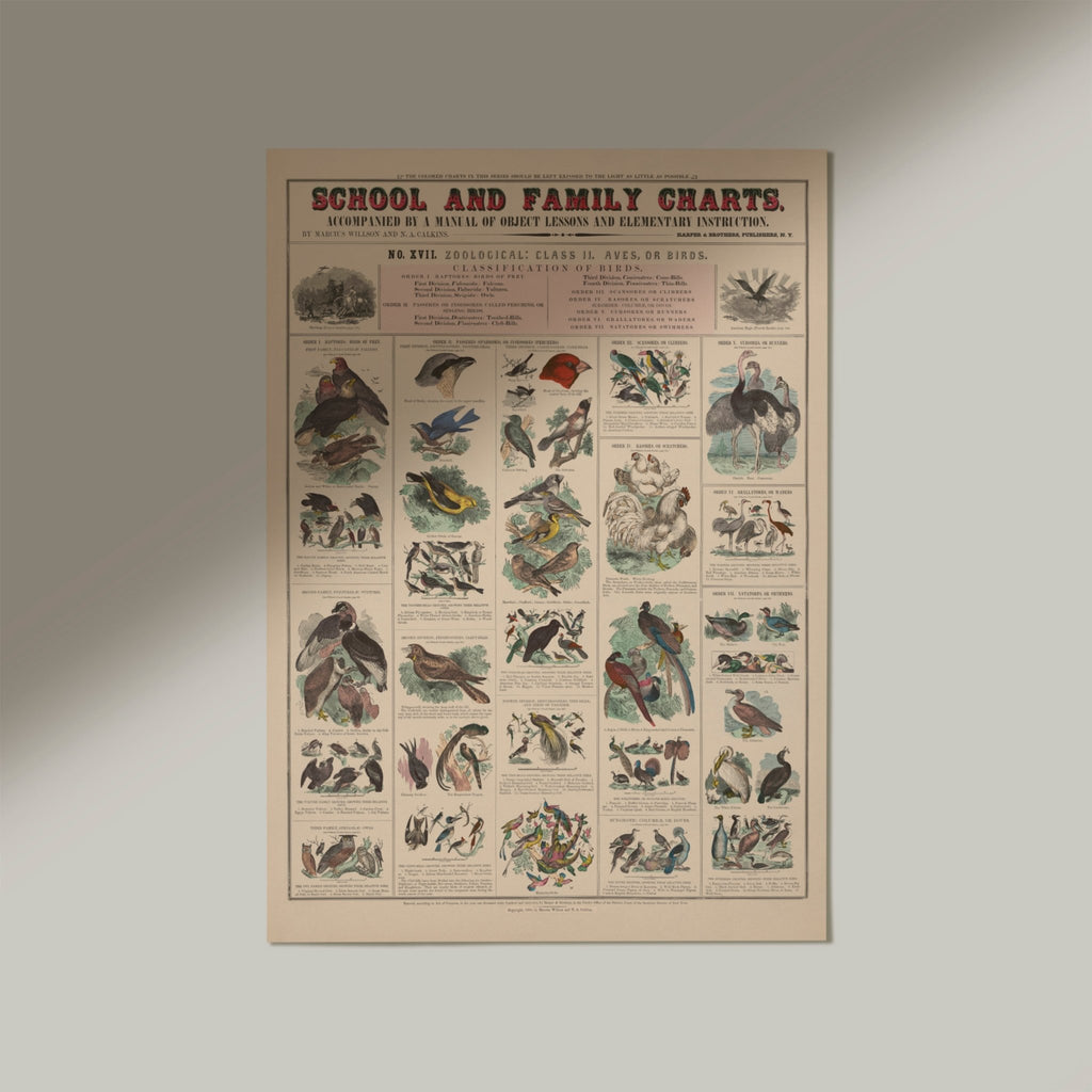 School and family Charts No XVII. Zoological: Class II. Aves or Birds - Jelly Moose
