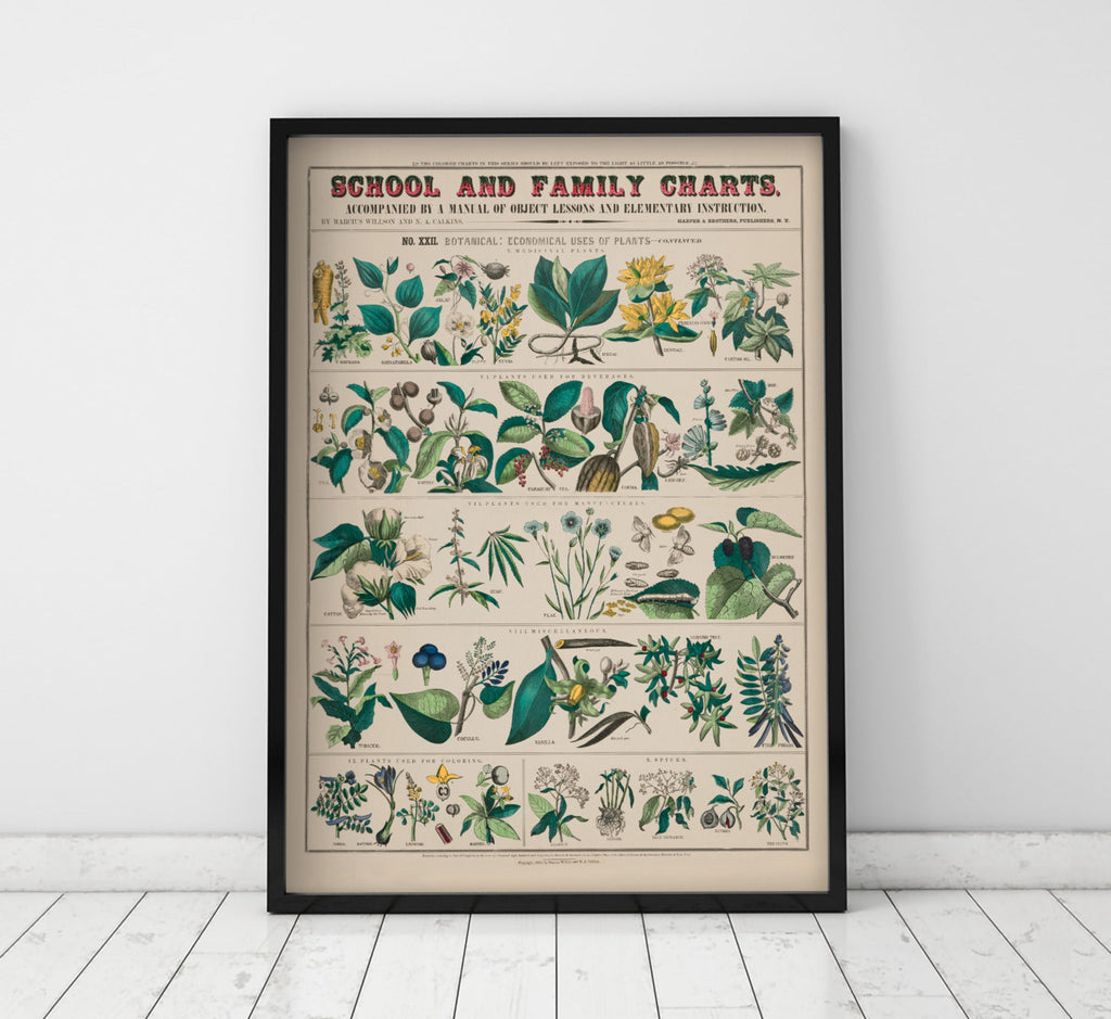 School and Family Charts No. XXII Economical uses of Plants - Jelly Moose