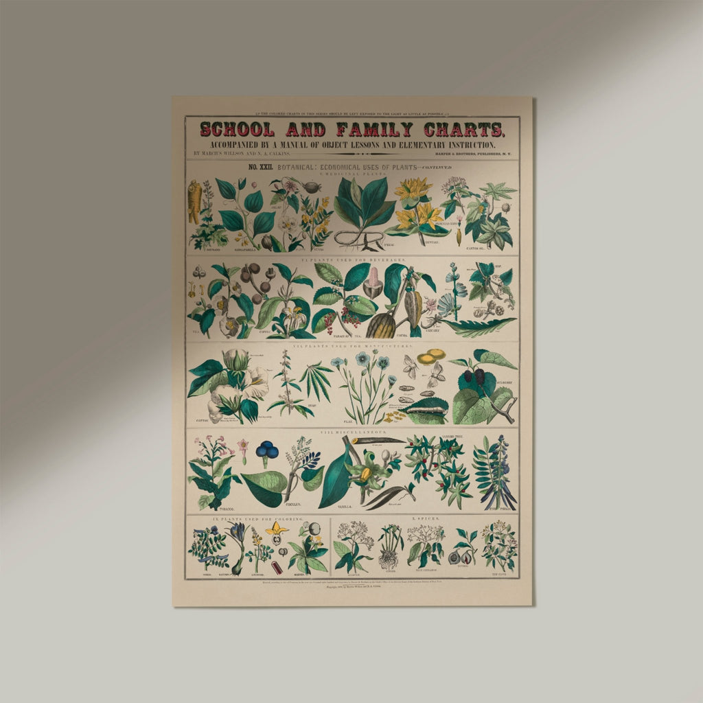 School and Family Charts No. XXII Economical uses of Plants - Jelly Moose